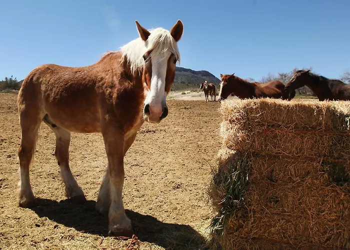 Grand Canyon Western Ranch Farm stay Meadview